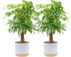 Costa Farms Money Tree Live Plants in Decorative Pot, Large Air Purifying Indoor Houseplant, Perfect for Home, Room, or Office Decor, Great House Warming or Birthday Gift, 3-4 Feet Tall, Pack of 2