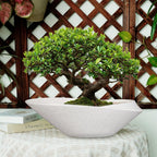 Bonsai Pots - 18 Inch Ceramic Plant Pot for Bonsai Tree, Modern Indoor & Outdoor Succulent Planter with Drainage, Room Decor, Gifts for Plant Lovers, White-Black