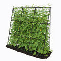 Trellume Cucumber Trellis - 49.4"*49.4" Metal Garden Trellis for Climbing Plants, Garden Trellis with Plastic-Coated Steel Pipe, A Frame Trellis for Cucumbers, Peas, Morning Glories(Black)