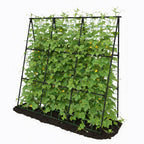 Trellume Cucumber Trellis - 49.4"*49.4" Metal Garden Trellis for Climbing Plants, Garden Trellis with Plastic-Coated Steel Pipe, A Frame Trellis for Cucumbers, Peas, Morning Glories(Black)