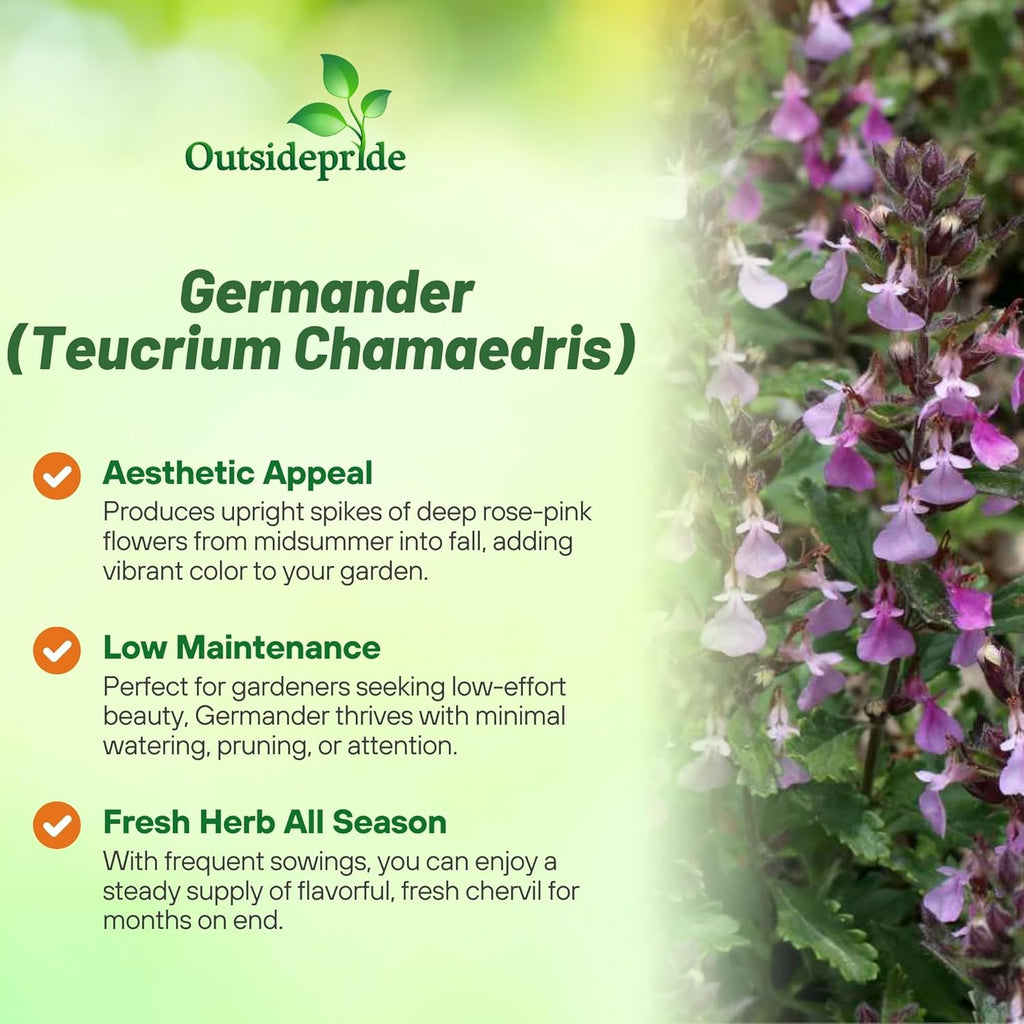 Outsidepride Germander Herb Seeds - 500 Pcs Perennial, 18-Inch Tall, Violet Blooms, Evergreen Ornamental Hedge for Herb Gardens, Attracts Bees & Butterflies, Minimal Watering Needs