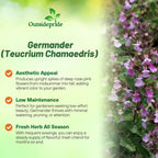 Outsidepride Germander Herb Seeds - 500 Pcs Perennial, 18-Inch Tall, Violet Blooms, Evergreen Ornamental Hedge for Herb Gardens, Attracts Bees & Butterflies, Minimal Watering Needs