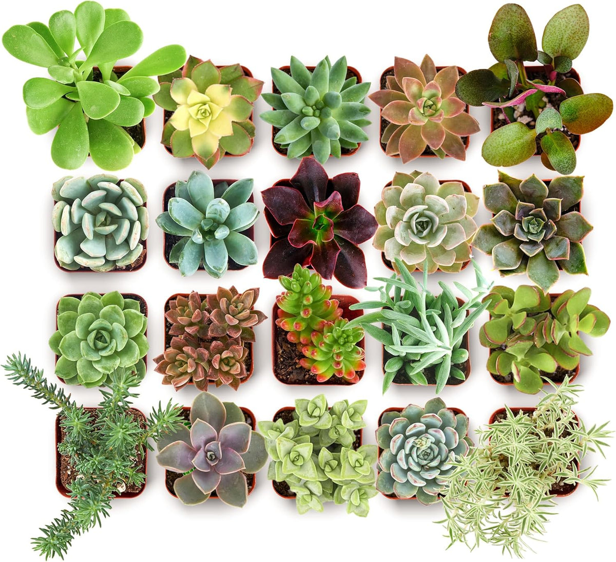 Shop Succulents Collectors Succulent Plant Pack Collection - Live Mini Succulent Plants, Low Maintenance, Colors & Textures - Wedding and Party Favors, Gift & Garden, Pack of 256