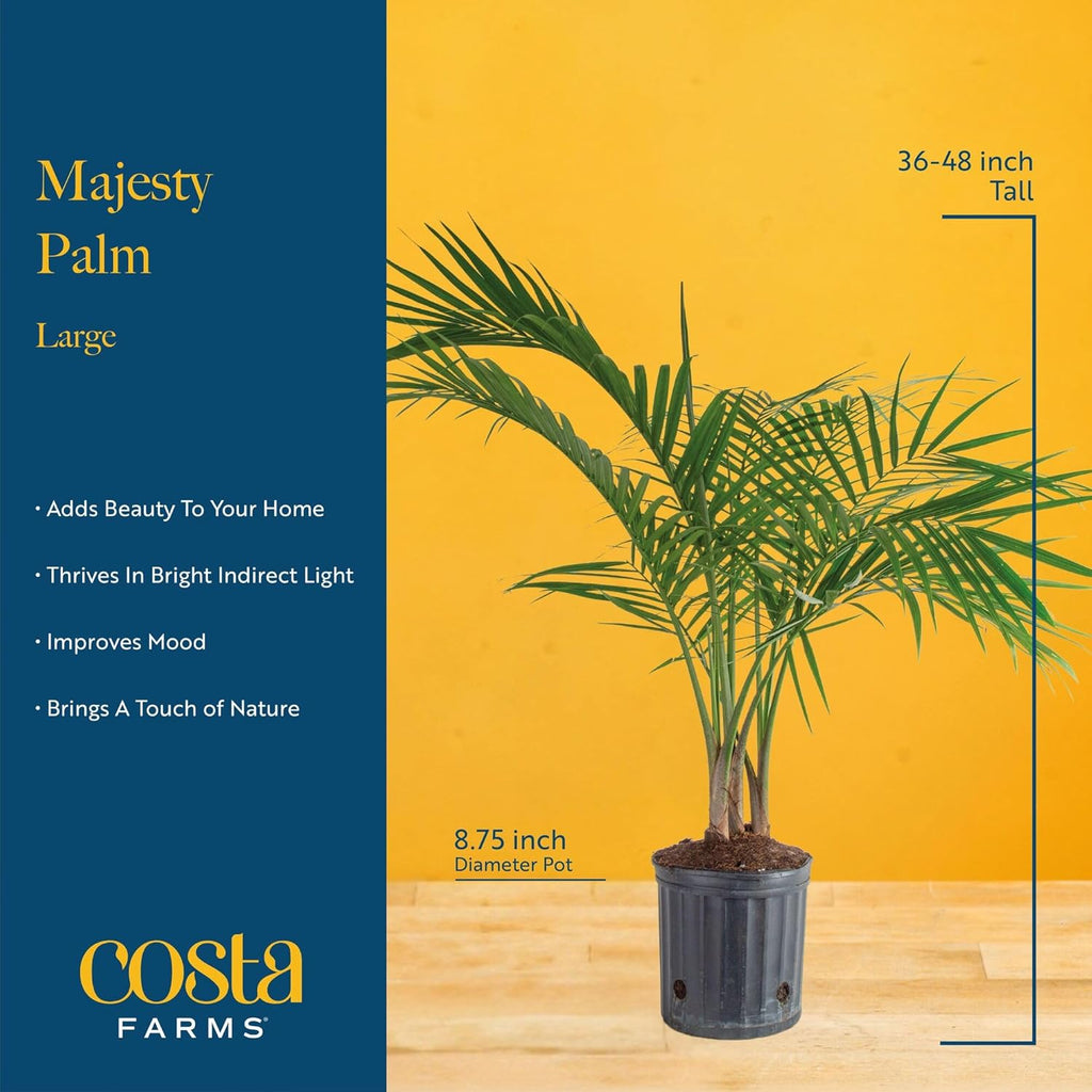 Costa Farms Majesty Palm Live Plant, Indoor and Outdoor Live Palm Tree, Potted in Premium Decor Planter, Tropical Patio, Balcony, Home Decor, Perfect House Plant Gift for Housewarming, 3-4 Feet Tall