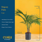 Costa Farms Majesty Palm Live Plant in Plastic Pot, Large Indoor Houseplant, Perfect for Home, Room, or Office Decor, Great House Warming or Birthday Gift, 3-4 Feet Tall