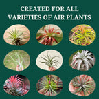 Cute Farms Tillandsia Air Plant Fertilizer | Gentle Weekly Use Formula Plant Food | Formulated Nutrients for Air Plants (8 oz. Spray Bottle)
