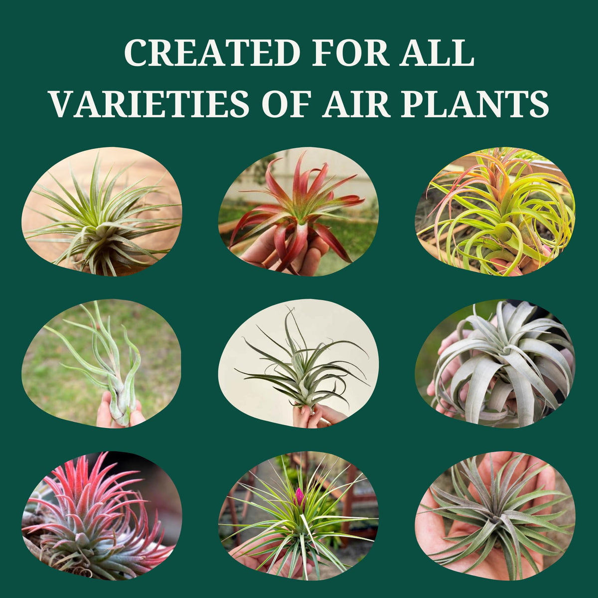 Cute Farms Tillandsia Air Plant Fertilizer | Gentle Weekly Use Formula Plant Food | Formulated Nutrients for Air Plants (8 oz. Spray Bottle)