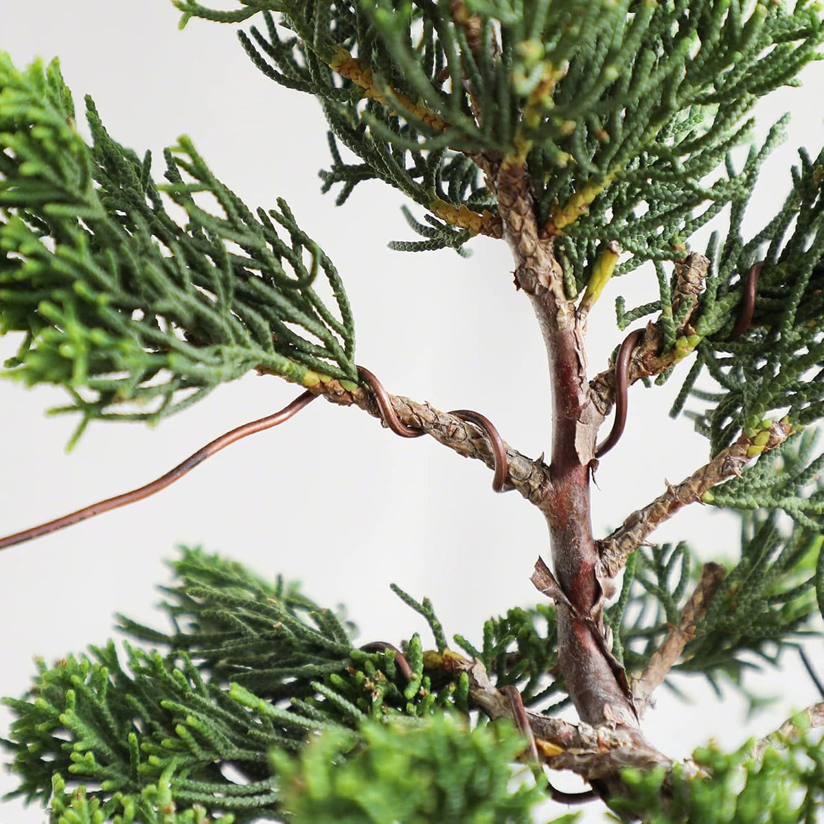 Wazakura Annealed Copper Bonsai Training Wire Made in Japan, Rust Resistant Outdoor Plant Cable (95.1 ft/29 m roll) - 1.2mm, Copper Wire