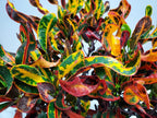 Croton Mammy Plant Live - 3 Gallon Pot - Overall Height 24" to 28" - Tropical Plants of Florida…