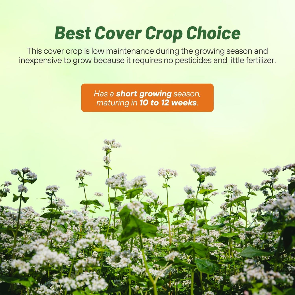 Outsidepride Buckwheat Seeds - 1lb Annual, Fast-Growing, Easy to Grow Buckwheat Cover Crop Seeds for Green Manure, Bee Pasture & Pollinators, Wildlife Habitat, Soil Improvement, and Erosion Control