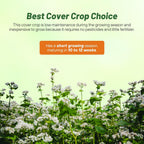 Outsidepride Buckwheat Seeds - 50lbs Annual, Fast-Growing, Easy to Grow Buckwheat Cover Crop Seeds for Green Manure, Bee Pasture & Pollinators, Wildlife Habitat, Soil Improvement, and Erosion Control