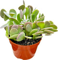 Live Succulent, 4" Senecio Jacobsenii Trailing Jade, Succulents Plants Live, Succulent Plants Fully Rooted, House Plant for Home Office Decoration, DIY Projects, Party Favor Gift By The Succulent Cult