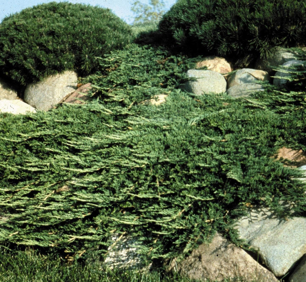 Prince of Wales Juniper - 3 Live Plants - Drought Tolerant Cold Hardy Evergreen Ground Cover