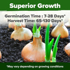 HOME GROWN 𝗨𝗦𝗔 𝗣𝗥𝗘𝗠𝗜𝗨𝗠 8 Onion Seeds for Planting – 1,600 Heirloom 𝗡𝗢𝗡-𝗚𝗠𝗢 Vegetable Seeds – Grow Sweet, Yellow, Red, Spanish, Green & Vidalia Onions in Outdoor or Indoor Home Garden