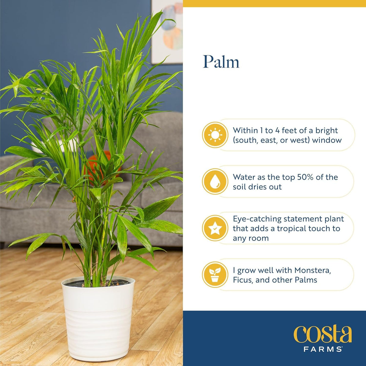 Costa Farms Cat Palm, Live Indoor Houseplant in Garden Plant Pot, Floor House Plant Potted in Potting Soil, Housewarming Gift for New Home, Living Room, Office, Patio Palm Tree Decor, 3-4 Feet Tall