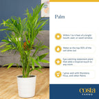 Costa Farms Cat Palm Live Plants in Decorative Pot, Large Indoor Houseplant, Perfect for Home, Room, or Office Decor, Great House Warming or Birthday Gift, 3-4 Feet Tall, Pack of 2