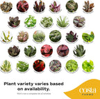 Costa Farms Live Mini Indoor Plants in Plastic Pots, Air Purifying Houseplants, Assorted Varieties, Home, Room, or Office Decor, House Warming or Birthday Gift, 4-6 Inches Tall, Pack of 20