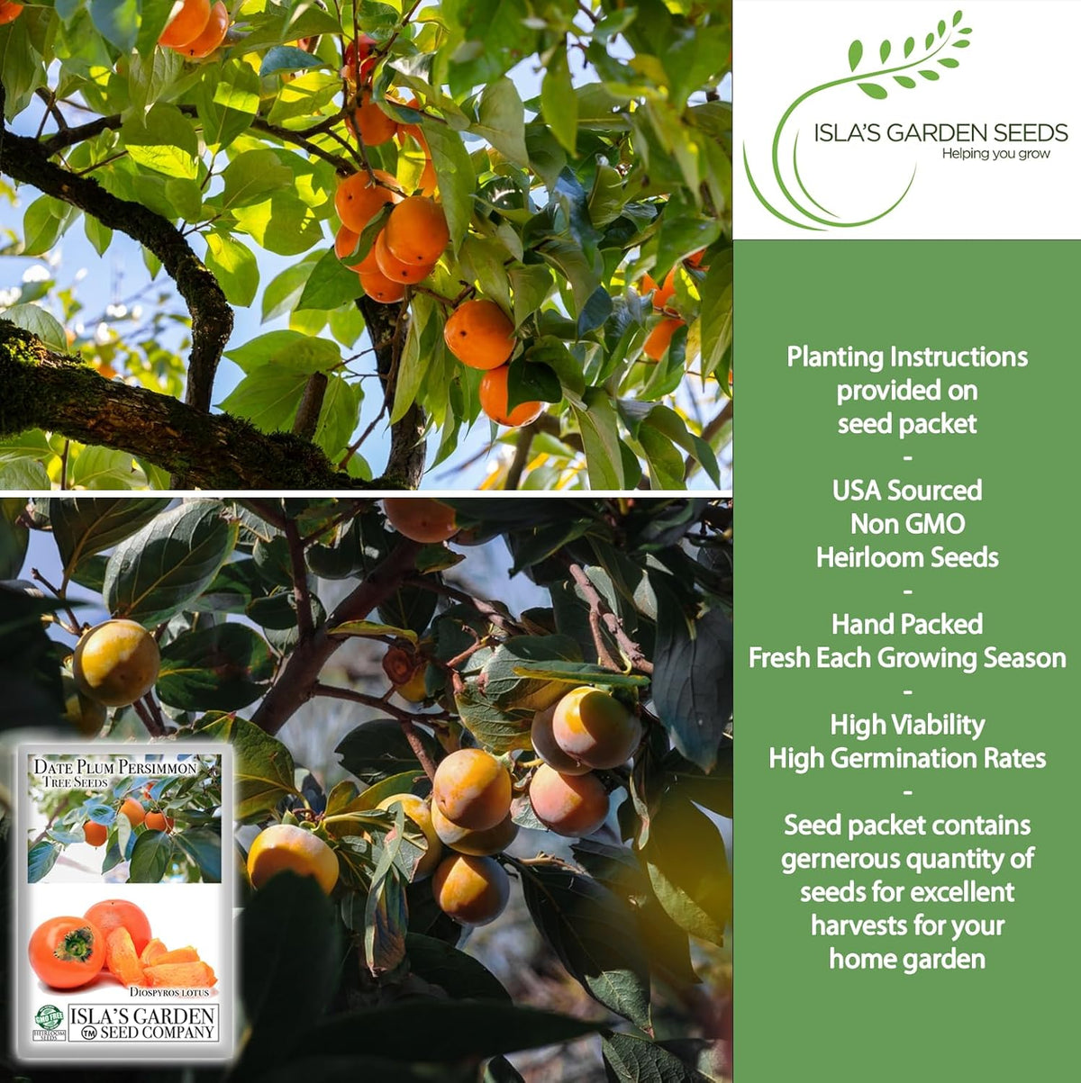Date Plum Persimmon Tree Seeds (Diospyros Lotus) – 30+ Non-GMO & Heirloom Seeds, Exotic & Rare Fruit Tree, 80% Germination Rate, by Isla’s Garden Seeds, Unique Edible Landscape Addition