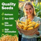 HOME GROWN Golden Bantam Corn 2 Pack – 200 𝗡𝗢𝗡-𝗚𝗠𝗢 𝗨𝗦𝗔 Heirloom Vegetable Seeds – Grow Sweet Corn Outdoors – Easy for Beginners & Great for Home Gardeners –High Germination (Zea mays)