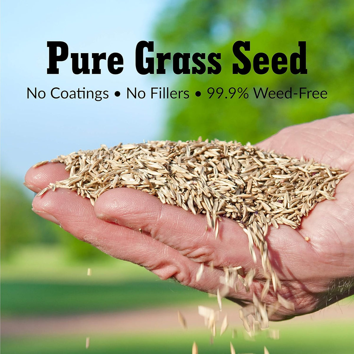 GreenView Pure Grass Seed Kentucky Bluegrass Blend, 3 lb. Bag – Covers up to 3,000 sq. ft.