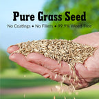 GreenView Pure Grass Seed Turf Type Tall Fescue Sun & Shade Blend, 3 lb. Bag – Covers up to 750 sq. ft.