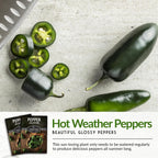 Jalapeño Pepper Seeds for Planting | Hot Heirloom Non-GMO Peppers for Pickling & Salsas – Survival Garden Seeds (2 Packs)