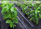 Sandbaggy Galvanized 6-Inch Landscape Staples ~ 9 Gauge Steel - Fabric Pins, Garden Earth Stakes, Ground Cover, Fence Anchors, Lawn Nails ~ Trusted by Organic Farmers Across The USA (10,000 Staples)
