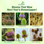 Outsidepride Teasel Seeds - 1000 Pcs. Biennal, Low Maintenance & Drought Tolerant, Flower Seeds for Planting Tall, Comb-Like Lilac Blooms for Cut Flower Arrangements & Pollinator Gardens