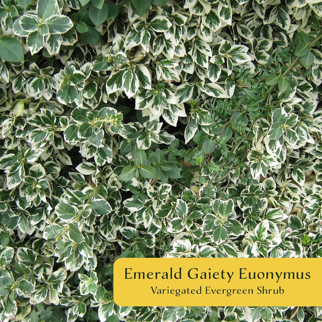 2 Emerald Gaiety Euonymus in 3.5" Nursery Cubes | Euonymus fortunei ‘Emerald Gaiety’ | Live Plants | Variegated Evergreen Shrub for Borders, Groundcover & Containers