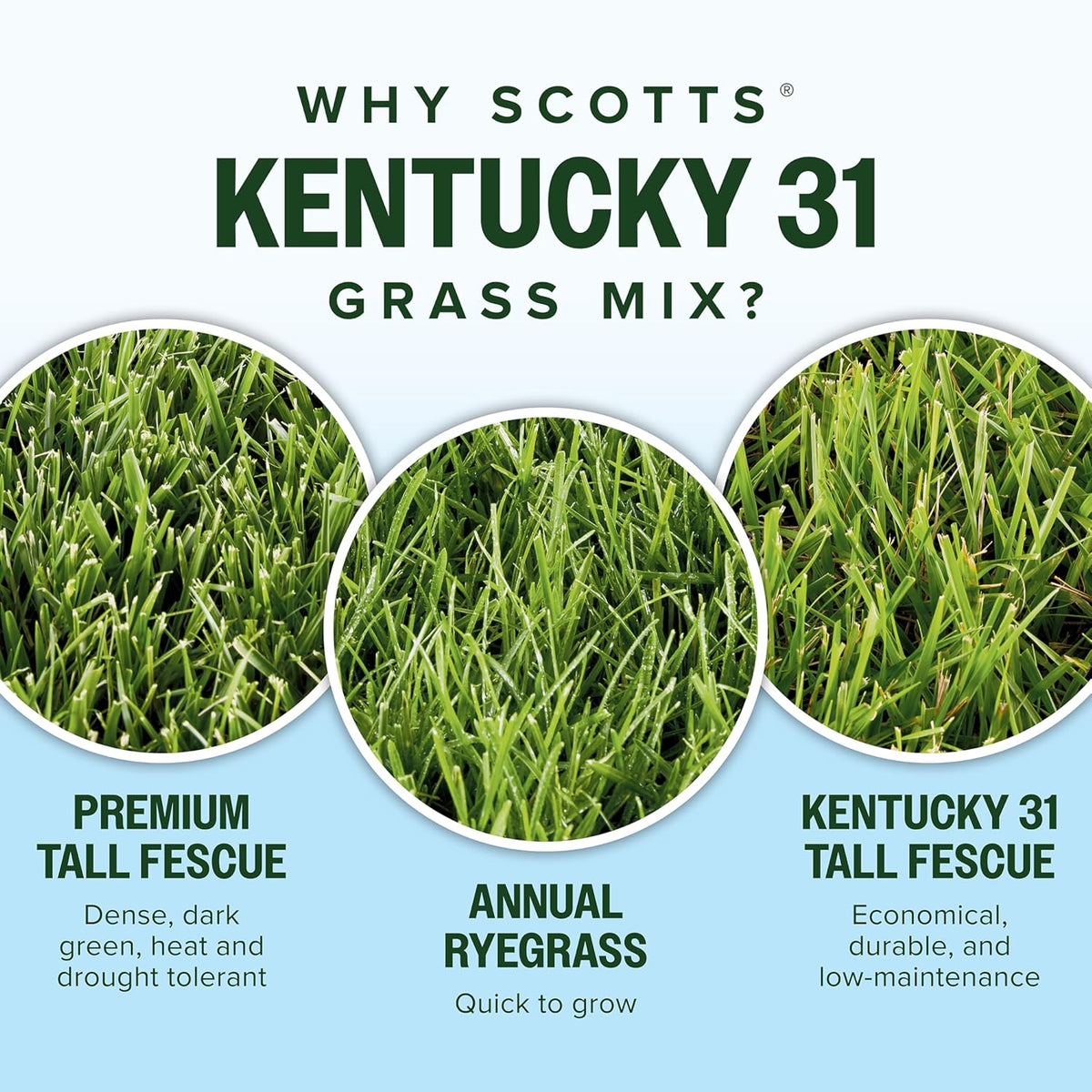 Scotts Kentucky 31 Grass Seed Mix for New Lawns or Overseeding, Grows Thicker and Greener vs. Other Kentucky 31 Mixes, Covers up to 5,000 sq. ft.