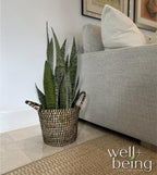 Nature's Way Farms, Sansevieria Zeylanica, Snake Plant, Live Houseplant, Easy Care, Air-Purifying (25-30 in. Tall) in Grower Pot