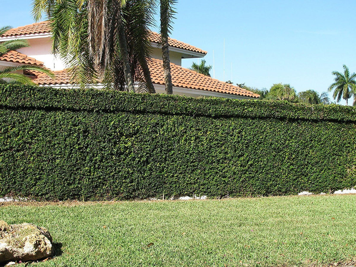 Creeping Fig Plant Ficus Pumila Climbing Vine - 60 Live Fully Rooted Plants