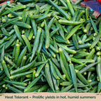 KVITER 125 Clemson Spineless 80 Okra Seeds for Planting (Abelmoschus esculentus) – Heirloom & Organic Okra, Spineless Pods, Heavy Yields – Vegetable Seeds to Plant in Outdoor Garden