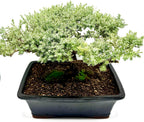 Live Dwarf Juniper Bonsai Tree 15+Years Old | Juniper or Jade Bonsai Tree | Indoor/Outdoor | 100% Handcrafted| Home and Office Décor | Best Gift for Holiday (style4)