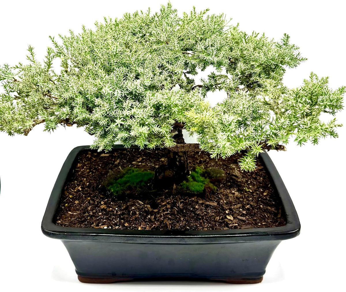 Live Dwarf Juniper Bonsai Tree 15+Years Old | Juniper or Jade Bonsai Tree | Indoor/Outdoor | 100% Handcrafted| Home and Office Décor | Best Gift for Holiday (style4)