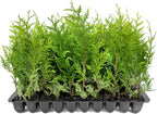 Thuja Green Giant | 20 Live Trees | Thuja standishii x plicata | Fast Growing Privacy Screen | Evergreen Landscape Plants for Borders