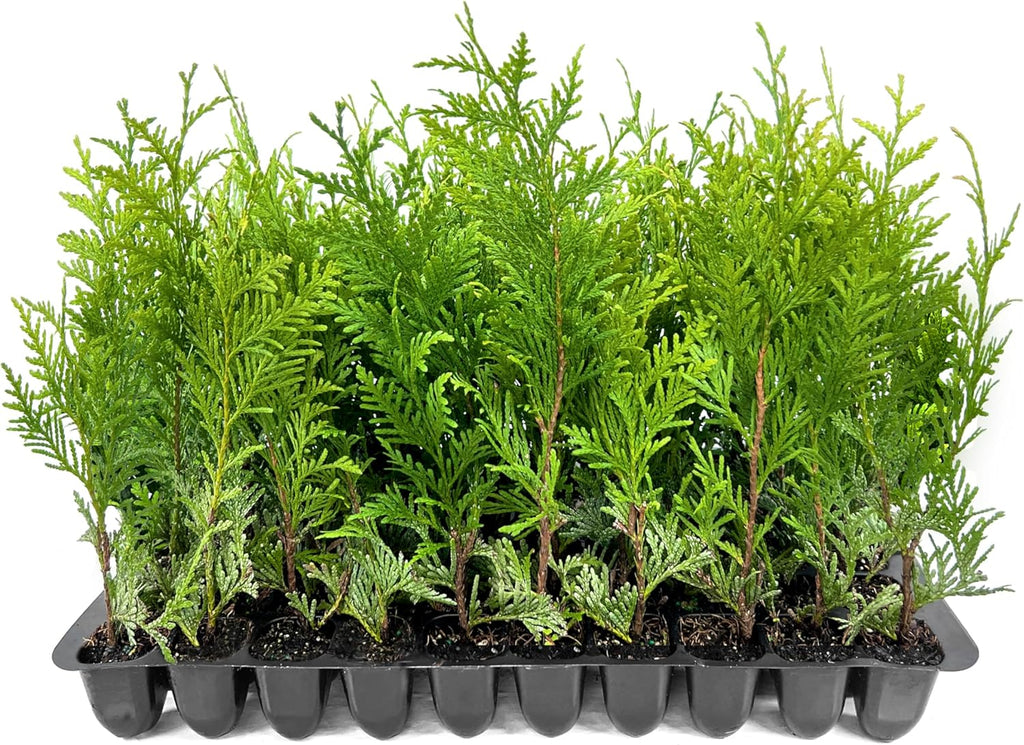 Thuja Green Giant | 60 Live Trees | Thuja standishii x plicata | Fast Growing Privacy Screen | Evergreen Landscape Plants for Borders