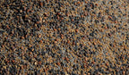 No-Till Cover Crop 13-Seed Mix: 50% Clovers Plus Fenugreek, Vetch, Flax, Cowpeas, Buckwheat, Forage Peas, Millet, Lentils (5-lb. Bag (Five Pound)