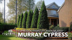Murray Cypress | 50 Live Plants | Cupressocyparis leylandii 'Murray' | Fast Growing Privacy Trees | Evergreen Plants for Windbreaks