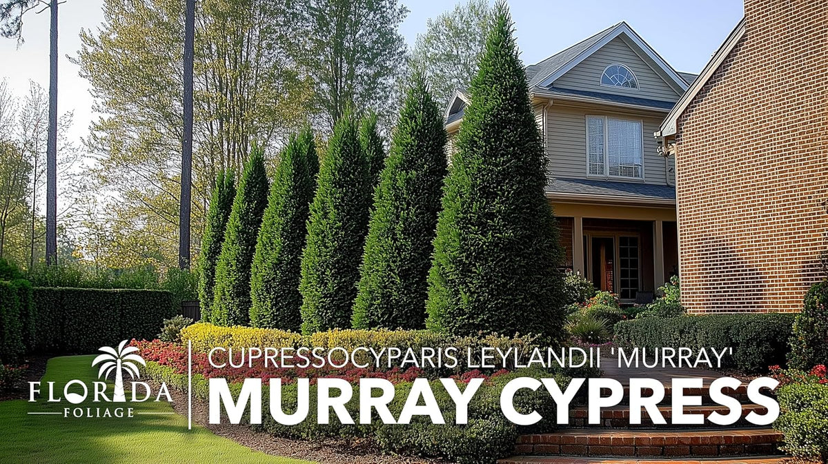 Murray Cypress | 10 Live Plants | Cupressocyparis leylandii 'Murray' | Fast Growing Privacy Trees | Evergreen Plants for Windbreaks