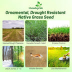 Outsidepride Perennial Little Bluestem Grass Seed - 1 lb. Warm Season, Drought Resistant, Long-Lived Native Prairie Grass Seed, Ideal for Erosion Control, Ornamental Landscaping & Wildlife Gardens