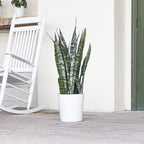 United Nursery Sansevieria Zeylanica Live Indoor Snake Plant 26-32 Shipping Size Shipped Fresh in 9.25 Grower Pot