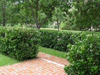 Viburnum Suspensum - 10 Live Plants - Evergreen Privacy Hedge