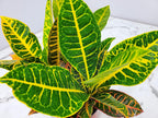 Croton Plants (Petra, 1 Gallon/6" Nursery Pot)