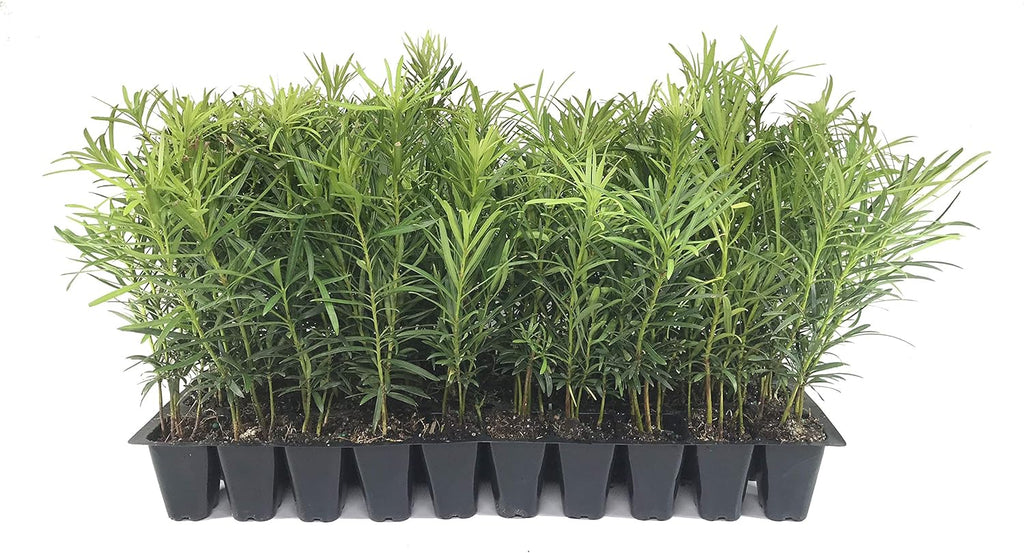 Podocarpus Japanese Yew | 50 Live Plants | Podocarpus Macrophyllus | Evergreen Shrub, Low Maintenance, Drought Tolerant, Privacy Screen Landscaping, Fast Growing, Ornamental Foliage