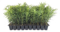 Podocarpus Japanese Yew | 50 Live Plants | Podocarpus Macrophyllus | Evergreen Shrub, Low Maintenance, Drought Tolerant, Privacy Screen Landscaping, Fast Growing, Ornamental Foliage