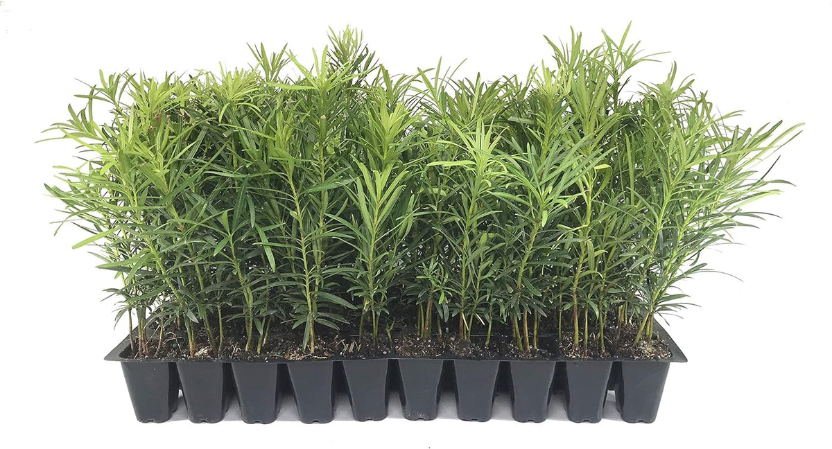 Podocarpus Japanese Yew | 50 Live Plants | Podocarpus Macrophyllus | Evergreen Shrub, Low Maintenance, Drought Tolerant, Privacy Screen Landscaping, Fast Growing, Ornamental Foliage