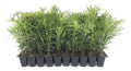 Podocarpus Japanese Yew | 20 Live Plants | Podocarpus Macrophyllus | Evergreen Shrub, Low Maintenance, Drought Tolerant, Privacy Screen Landscaping, Fast Growing, Ornamental Foliage