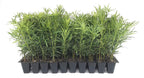 Podocarpus Japanese Yew | 20 Live Plants | Podocarpus Macrophyllus | Evergreen Shrub, Low Maintenance, Drought Tolerant, Privacy Screen Landscaping, Fast Growing, Ornamental Foliage