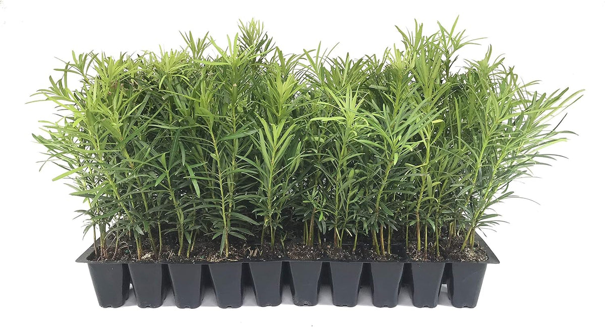 Podocarpus Japanese Yew | 30 Live Plants | Podocarpus Macrophyllus | Evergreen Shrub, Low Maintenance, Drought Tolerant, Privacy Screen Landscaping, Fast Growing, Ornamental Foliage